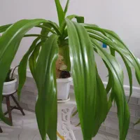 گل ذرتی زیبا