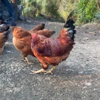 تعدادی خروس