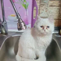 گربه ماده اسکاتیش برای جفتگیری