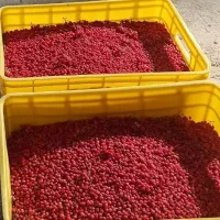زرشک دانه شده با دستگاه کاملا بهداشتی-آب زرشک خالص|خوردنی و آشامیدنی|شیراز, پایانه مسافربری سعدی|دیوار