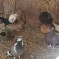 کبوتر فروشی