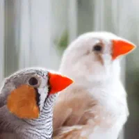 معاوضه فنچ