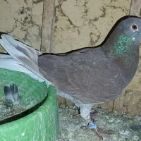 کبوتر پلاکی قابل معاوضه با....