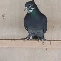 کبوتر پرشی یکجا|پرنده|ری, امین آباد|دیوار