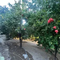 فروشی