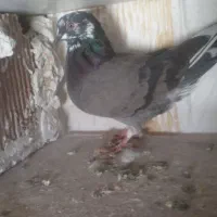 کبوتر|پرنده|مسجد سلیمان, |دیوار