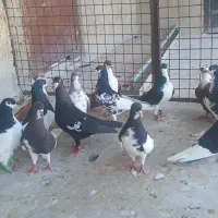 شهری