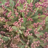 میوه کاکتوس، ارگانیک کاشان