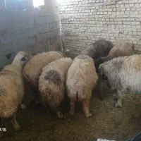 میش داشتی|حیوانات مزرعه|خانمیرزا, |دیوار