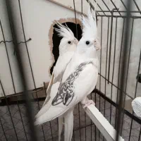 عروس ماده آلبینو دوکت