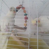 یه جفت عروس  هلندی