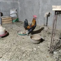 خروس|حیوانات مزرعه|فولادشهر, بوستان خلیج فارس|دیوار