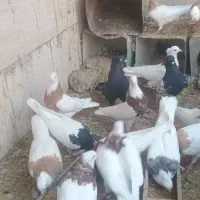 کبوتر طوقی