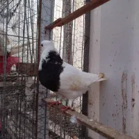 طوقی مشکی نر|پرنده|خرم‌آباد (تنکابن), |دیوار