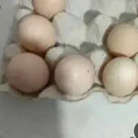 تخم نطفه دار لاری