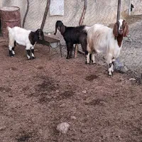 بز و بزغاله اصیل|حیوانات مزرعه|کرمانشاه, |دیوار