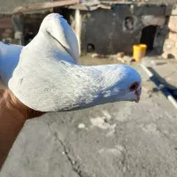 کبوتر گرفتنی