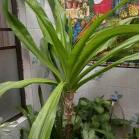 گل ذرتی بزرگ