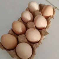 تخم‌مرغ خانگی