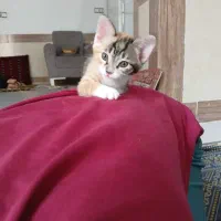 گربه