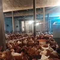 جوجه،نیمچه ،گلپایگانی،سانپارس ،