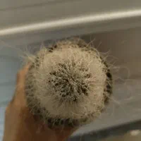 کاکتوس اولدمن|گل و گیاه طبیعی|تهران, سلیمانی|دیوار