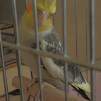 پرنده عروس هلندی سه عدد