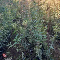 نهال اوکالیپتوس بااصلاح ریشه نایلیکس|گل و گیاه طبیعی|مزرعه کتول, |دیوار