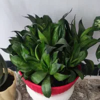 گل هایه زیبا