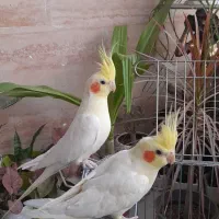 یک جفت عروس هلندی سخنگو