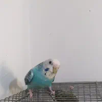 مرغ عشق|پرنده|فردیس, فردیس|دیوار