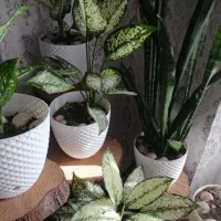 گلفروشی گلهای آپارتمانی