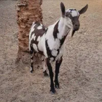 نری پچی اصل