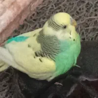 یک جفت مرغ عشق نر و ماده