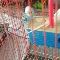 دو عدد مرغ عشق رنگین کمانی