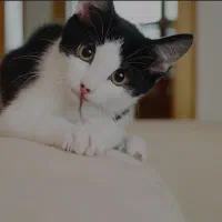 بچه گربه تاکسیدو واگزاری