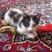 بچه گربه گمشده