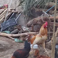 خروس جوان دشتیاری هشت ماهه