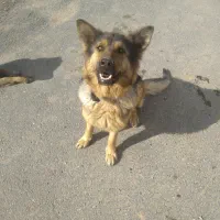 سگ ژرمن ماده. سالم و سلامت