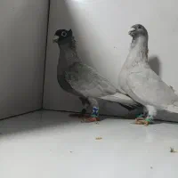 کبوتر الماسی