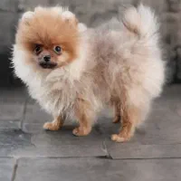 سگ‌پامر،پامرانین خرسی نر‌،پاکوتاه،فانتزی،اپارتمانی