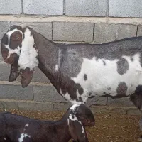 بز بیتال پنجابی|حیوانات مزرعه|جنت, |دیوار