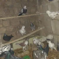 کفتر|پرنده|قم, شهر قائم|دیوار