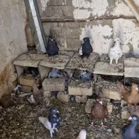 کبوتر|پرنده|شیراز, کفترک|دیوار