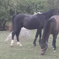 اسب|اسب و تجهیزات اسب‌سواری|موگوئی, |دیوار