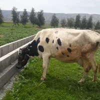 گاو ابستن جوان