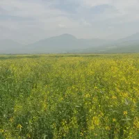 اجاره-زمین-کشاورزی