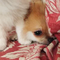 پامر خرسی سایز ریز|سگ|تهران, امامت|دیوار