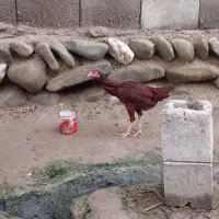 دو عدد تیشت