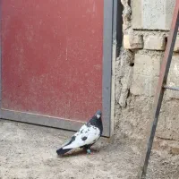 کبوتر سینی سیاه نر